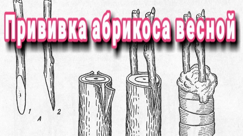 прививка абрикоса