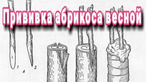 прививка абрикоса