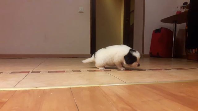 Пиренейская горная смотреть онлайн