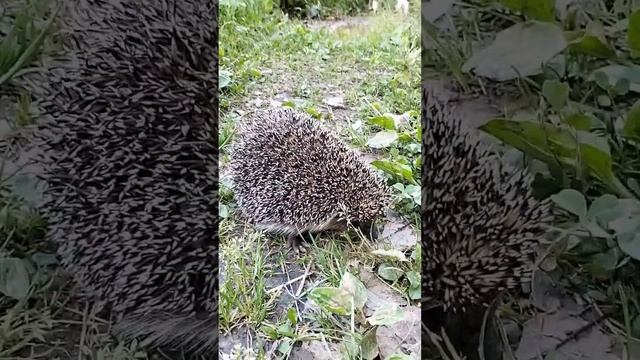 Ежидзе на прогулке