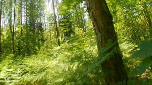 Растение, похожее листочками на папоротник и настоящий орляк. Запчасти для косилки.