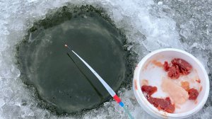 БОЛОТНАЯ ЛУНКА РАЗДАЁТ...ОНО...НА ПЕРВЫЙ ЛЁД! Мясо на удочку, зимняя рыбалка