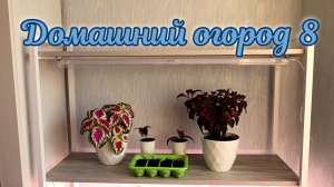 Домашний огород 8. Новые фитолампы для стелажа. Колеусы взошли отлично.