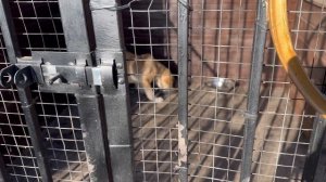 Алабай Бархан греется на солнышке/Джуля раскидала мусор