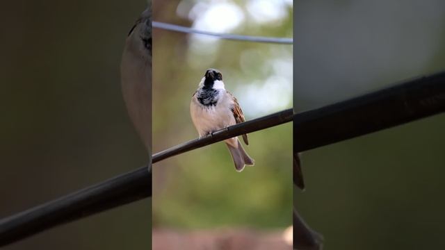 The Sparrow #singingbirds #sparrow #birdsphotography #photography #videography #explore #pakistan