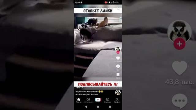 приколы с животными смотреть онлайн