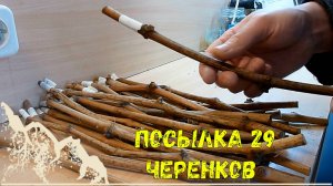 Распаковываю посылку 29 черенков виноград.