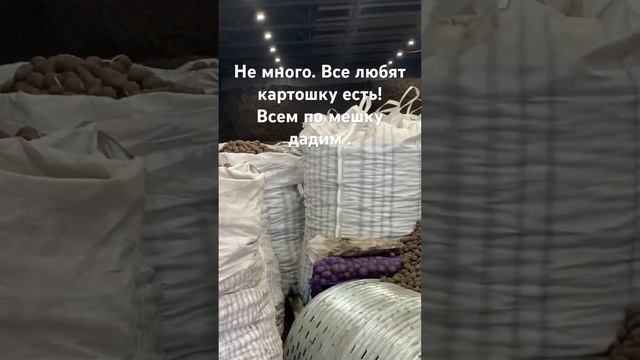 Каждый год сажаем картофель. Каждую весну выкидываем излишки. Урожай картофеля. Много не бывает.