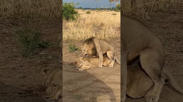 Wildlife | Lion Mating Watch to the end❔