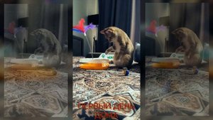 Котенок из приюта приехал домой и сразу стал авторитетом