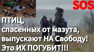 ВОЛОНТЁРЫ бьют ТРЕВОГУ!