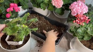 СРОЧНО в ЯНВАРЕ РАЗБУДИТЕ ГЕРАНЬ и даже ЗАСОХШИЙ КУСТ вмиг оживет, позеленеет и зацветет