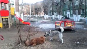 Как собаки делают бум бум