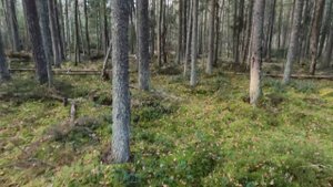 Охота на рябчика, вальдшнеп и промах по рябчику 25.10.2024