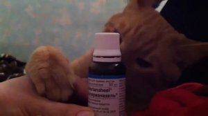 кот и валерьянка