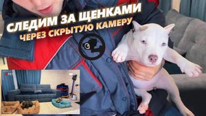 Как собаки проводят время без хозяев? Именно так содержатся самые дорогие американские булли 🤩