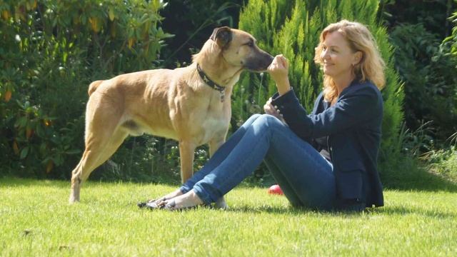 Бездомный пес постоянно встречал стюардессу... Но то что было потом смотреть онлайн