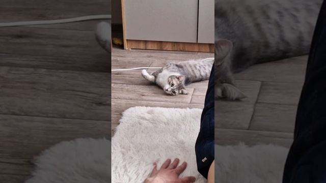 Коротко о моём котике...