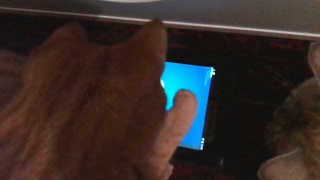 Pax playing with the app смотреть онлайн