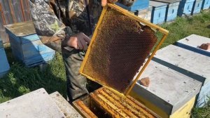 ФОРМИРОВКА СЕМЕЙ В ЗИМУ!!!