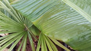 Финиковая пальма и Трахикарпус зимой