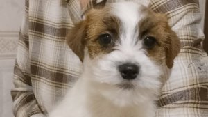 Щенок Джек рассел