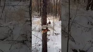 Охота на соболя, кд140 радует!.mp4