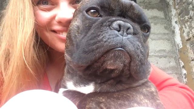 ФРАНЦУЗСКИЙ БУЛЬДОГ и его любимая хозяйка (я надеюсь))) смотреть онлайн