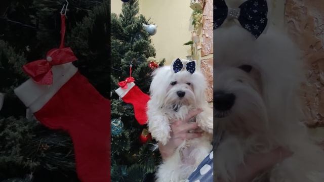 Мальтезе малыш Тимофей ждёт семью.Цена 75т.р Доставка по миру+79788972514 смотреть онлайн