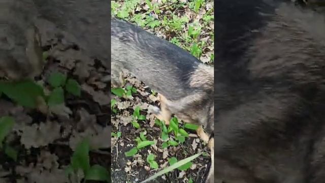 Две молодые собаки ищут дом!