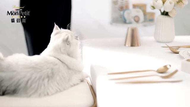 Purina Monpetit 貓倍麗2020年品牌形象影片 смотреть онлайн