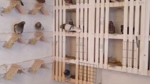 голуби  высоколетные  мос. обл. Назарьево.