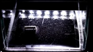 Камера Вильсона