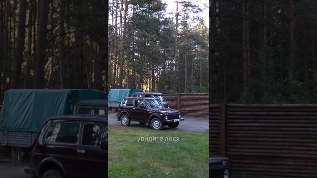 Охотится на косулю. Беларусь #shorts #спектроптик #косуля #hunting #hunt