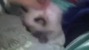 Рыгает  кот ( смешно )