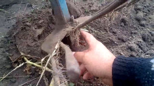 веерная картофелекопалка своими руками в деле