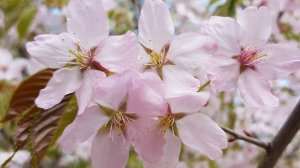 САКУРА В МОСКВЕ
Sakura in Moscow