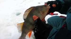 ВОЛЖСКИЕ ПРОТОКИ РАДУЮТ УЛОВОМ!!! РЫБАЛКА НА ЩУКУ! Крупный окунь на балансир!