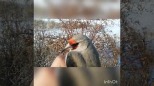 Ловля щеглов. На орнитологическую сеть.