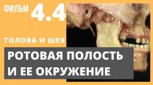 РОТОВАЯ ПОЛОСТЬ. Анатомия человека. Видеоатлас Acland. Фильм 4.5