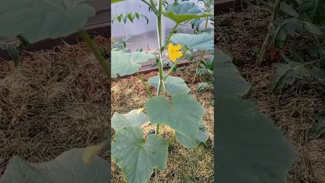 Зачем переплачивать❓#салат в теплице 🌱 #салаты #витамины  #теплица #урожай #мойогород