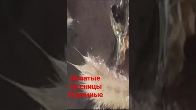 Любовь волосатых Гусениц Осенью