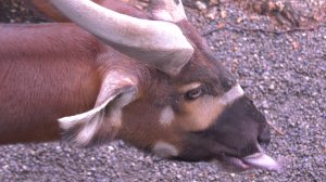 ЗООПАРК ТАЙБЕЯ ТАЙВАНЬ
Taipei Taiwan Zoo