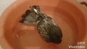 Купание голубя в домашних условиях