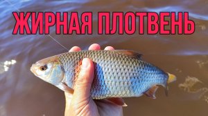 #мормышинг | ЖИРНАЯ ПЛОТВА НА СПИННИНГ | Мухи, безмотылка |