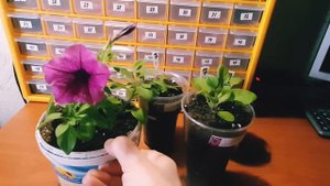 АМПЕЛЬНАЯ ПЕТУНИЯ ИЗИ ВЭЙВ РОУЗ ФЬЮЖН