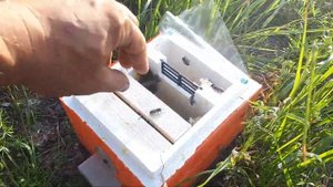 Матка Бакфаст F1 засев в микронуклеусе.