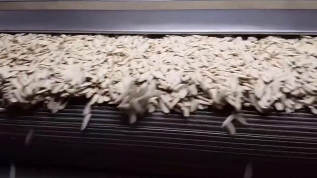 OS - 300 Belt Type Roasting Machine / OS - 300 Tostadora tipo cinta