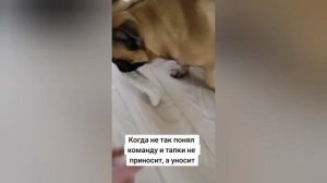 Французский бульдог