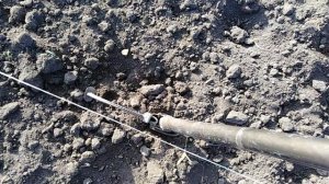 для посадки чеснока